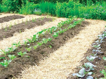 Garden Soils banking garden beds