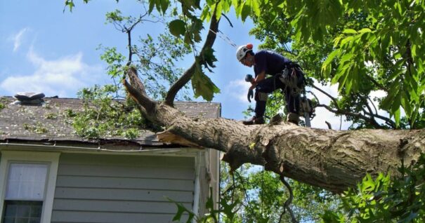 Tree Service